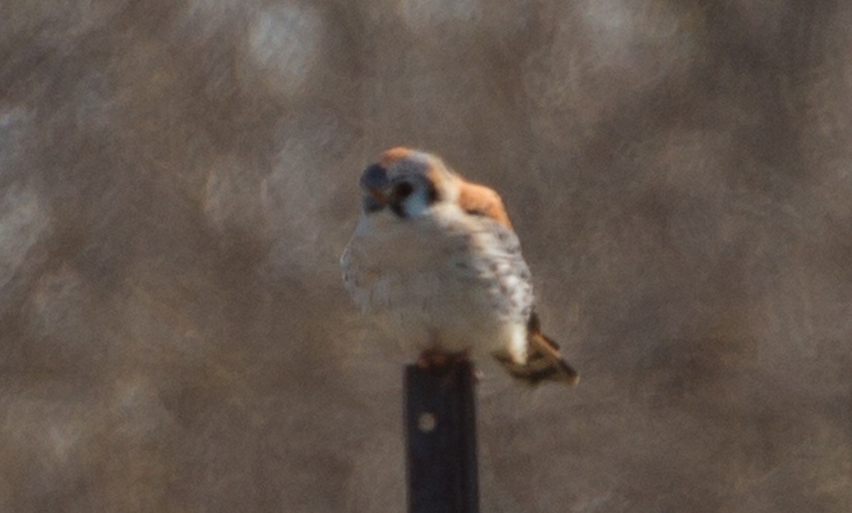 American Kestrel - ML229027851