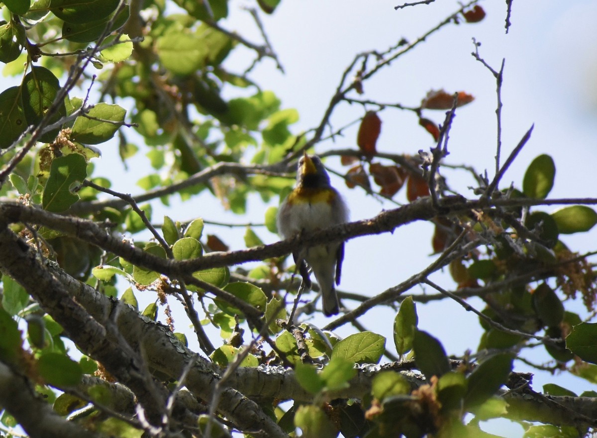 Northern Parula - ML229028261