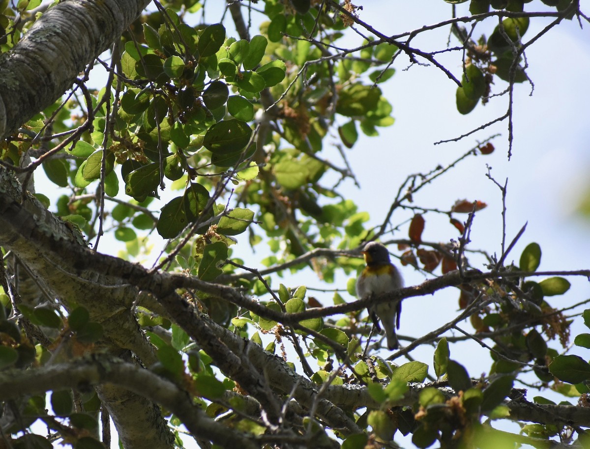 Northern Parula - ML229028281