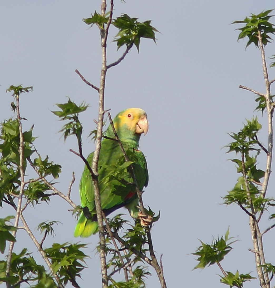 Yellow-headed Parrot (Mainland) - Jorge Montejo