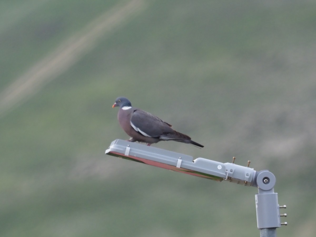 Common Wood-Pigeon - Rafael Hermosilla Ortega