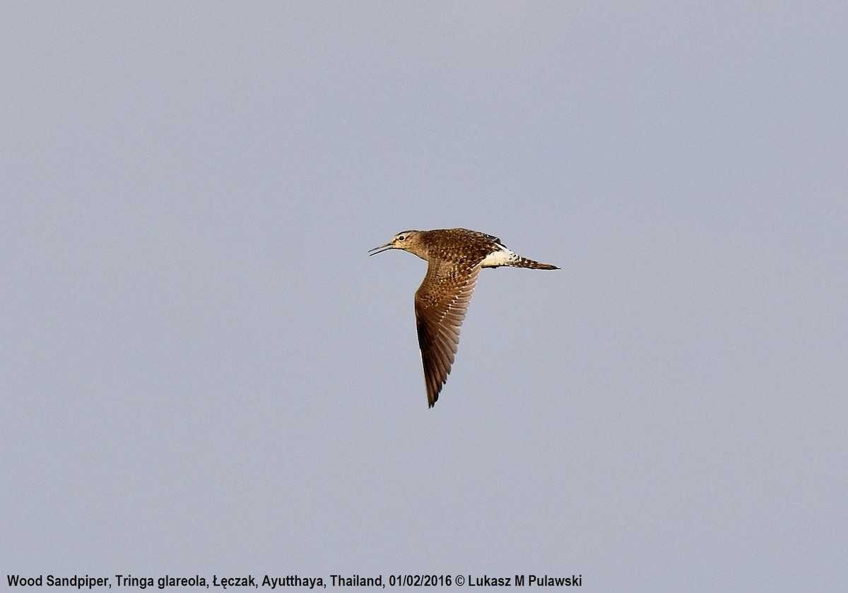 Wood Sandpiper - Lukasz Pulawski