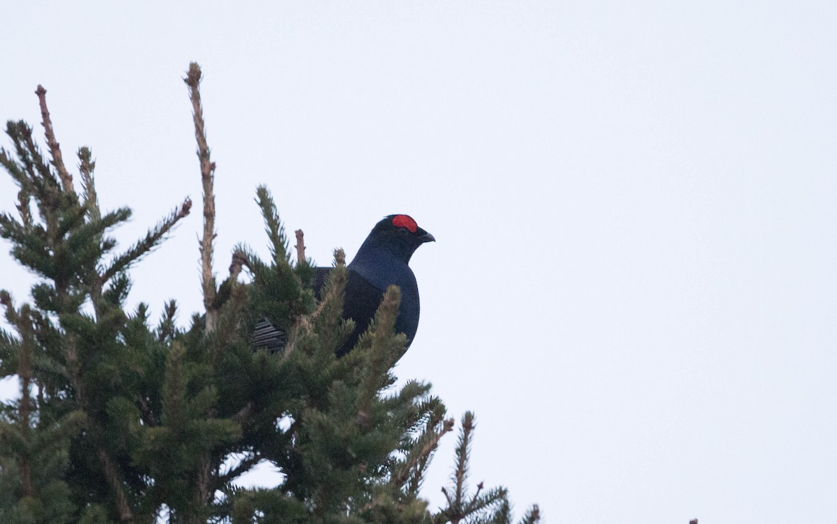 Black Grouse - Raymond  Birkelund