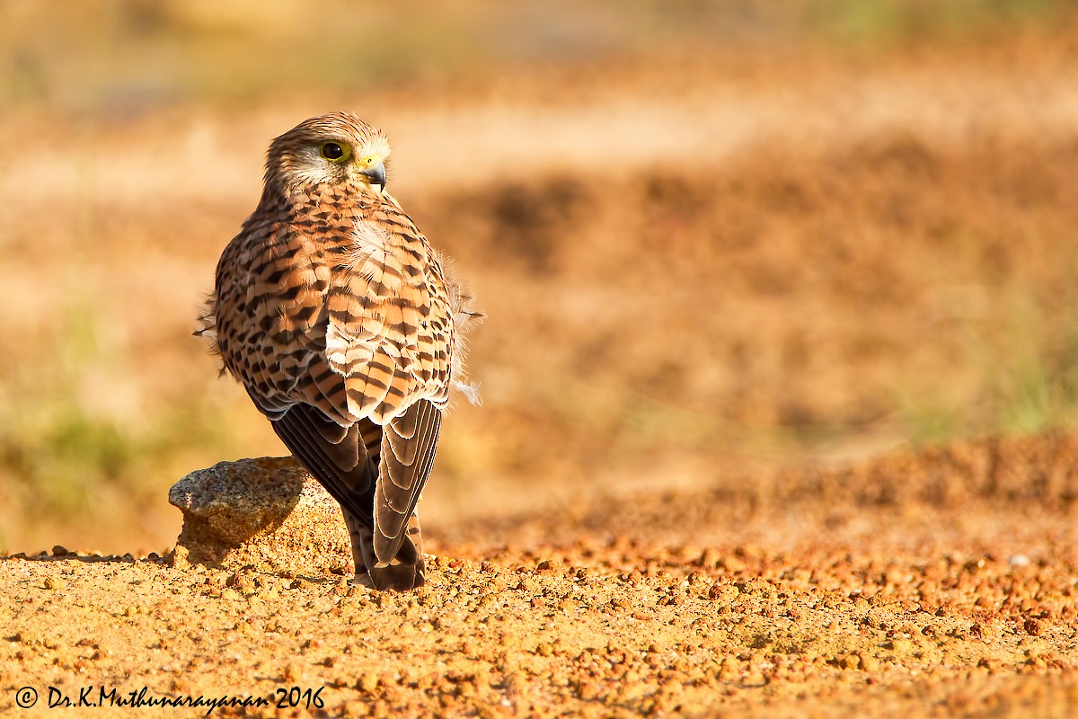 poštolka obecná - ML22903191