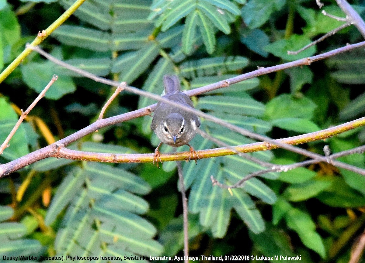 Dusky Warbler - ML229032311