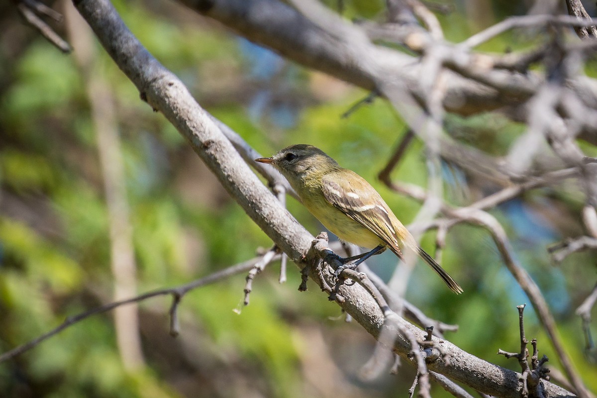 Slender-billed Tyrannulet - ML229032371