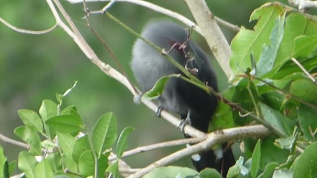 Green-billed Malkoha - ML229033581