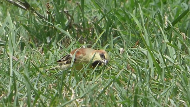 Plain-backed Sparrow - ML229033931