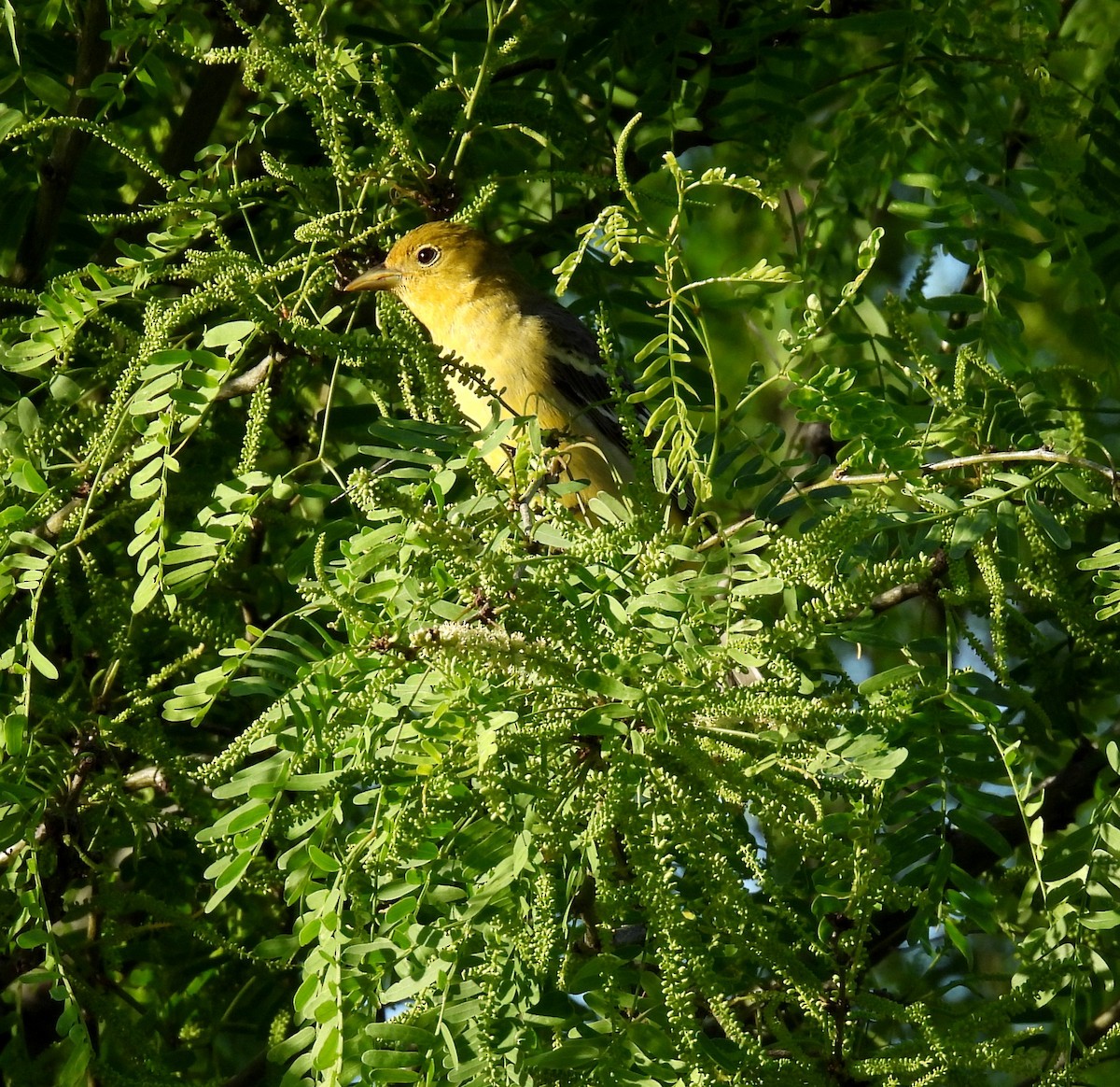 Western Tanager - Mary Tannehill