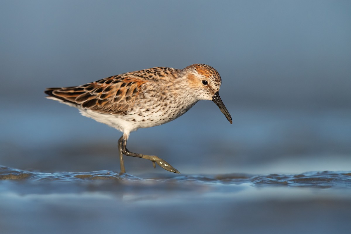 Western Sandpiper - Dorian Anderson