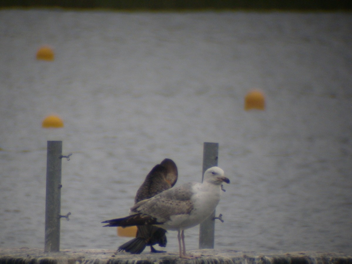 Caspian Gull - Sławomir Karpicki