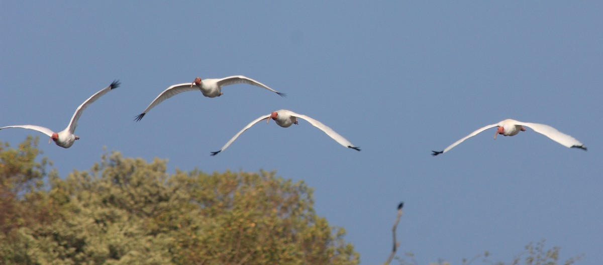 White Ibis - ML229037201