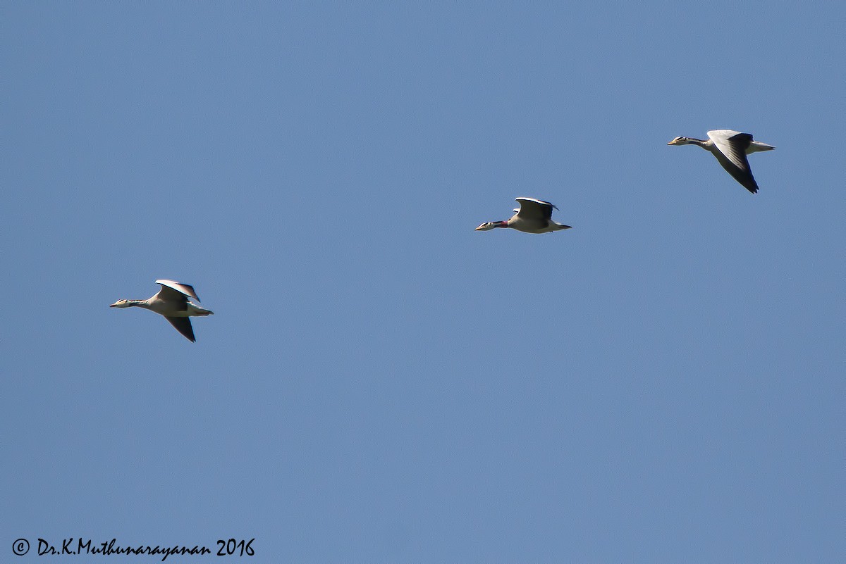 husa tibetská - ML22903741