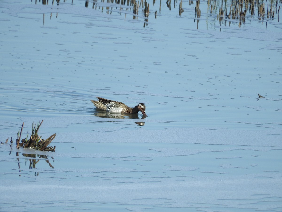 Garganey - Marta Mesa Artabe