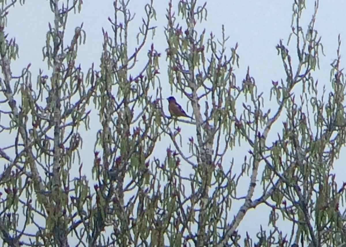 Cardinal à tête noire - ML229037741