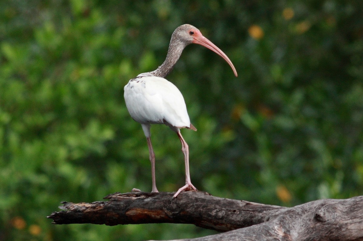 ibis bílý - ML229038831
