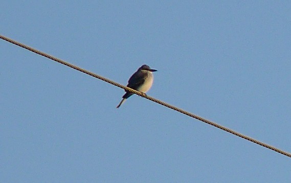 Gray Kingbird - ML229039171