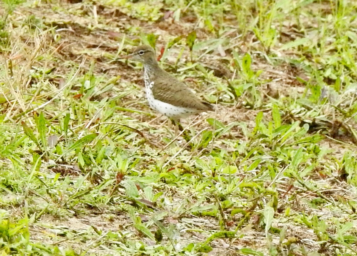 Spotted Sandpiper - ML229040031