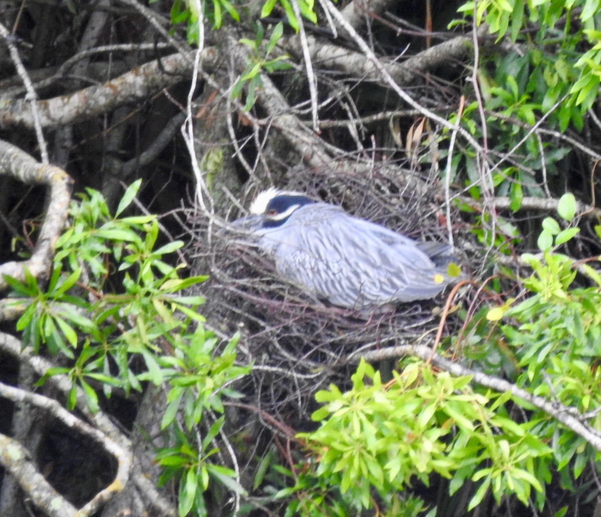 Yellow-crowned Night Heron - ML229040401