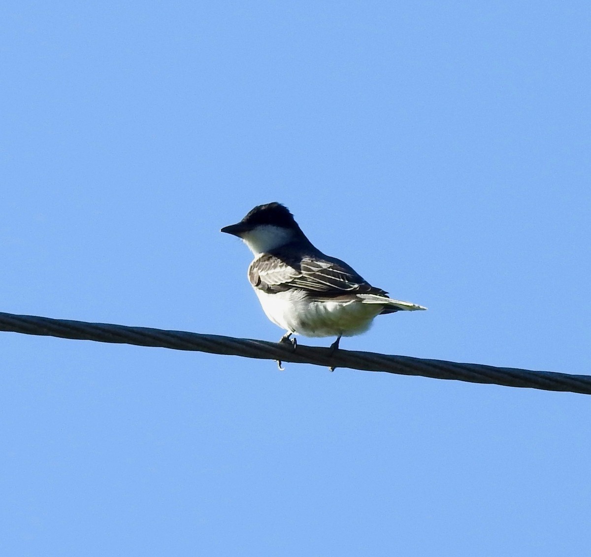 Eastern Kingbird - ML229040501