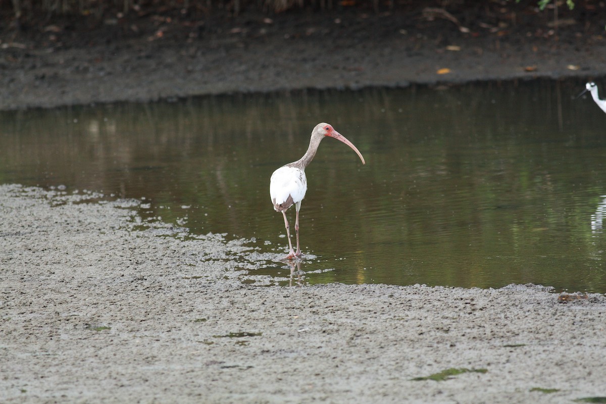 ibis bílý - ML229040601
