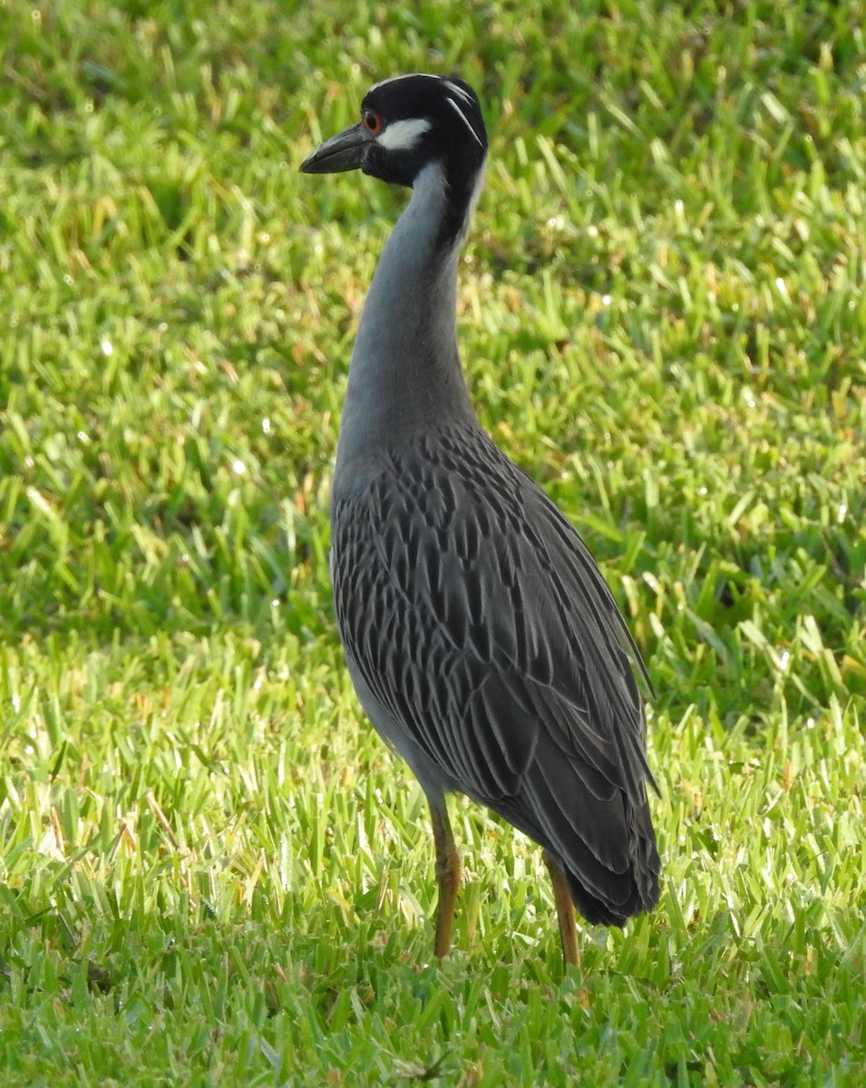 Yellow-crowned Night Heron - ML229040621