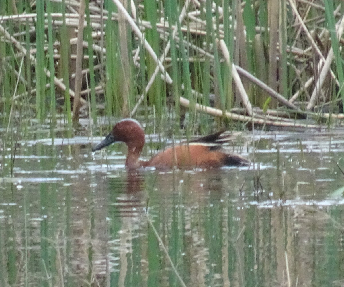 Cinnamon Teal - ML229040781