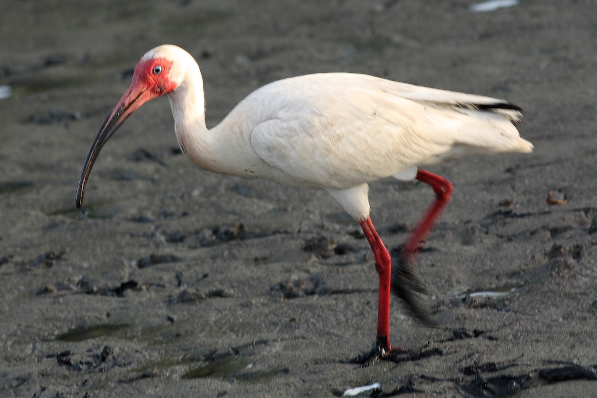ibis bílý - ML229041241