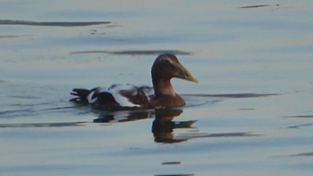 Eider à duvet (mollissima) - ML229042081