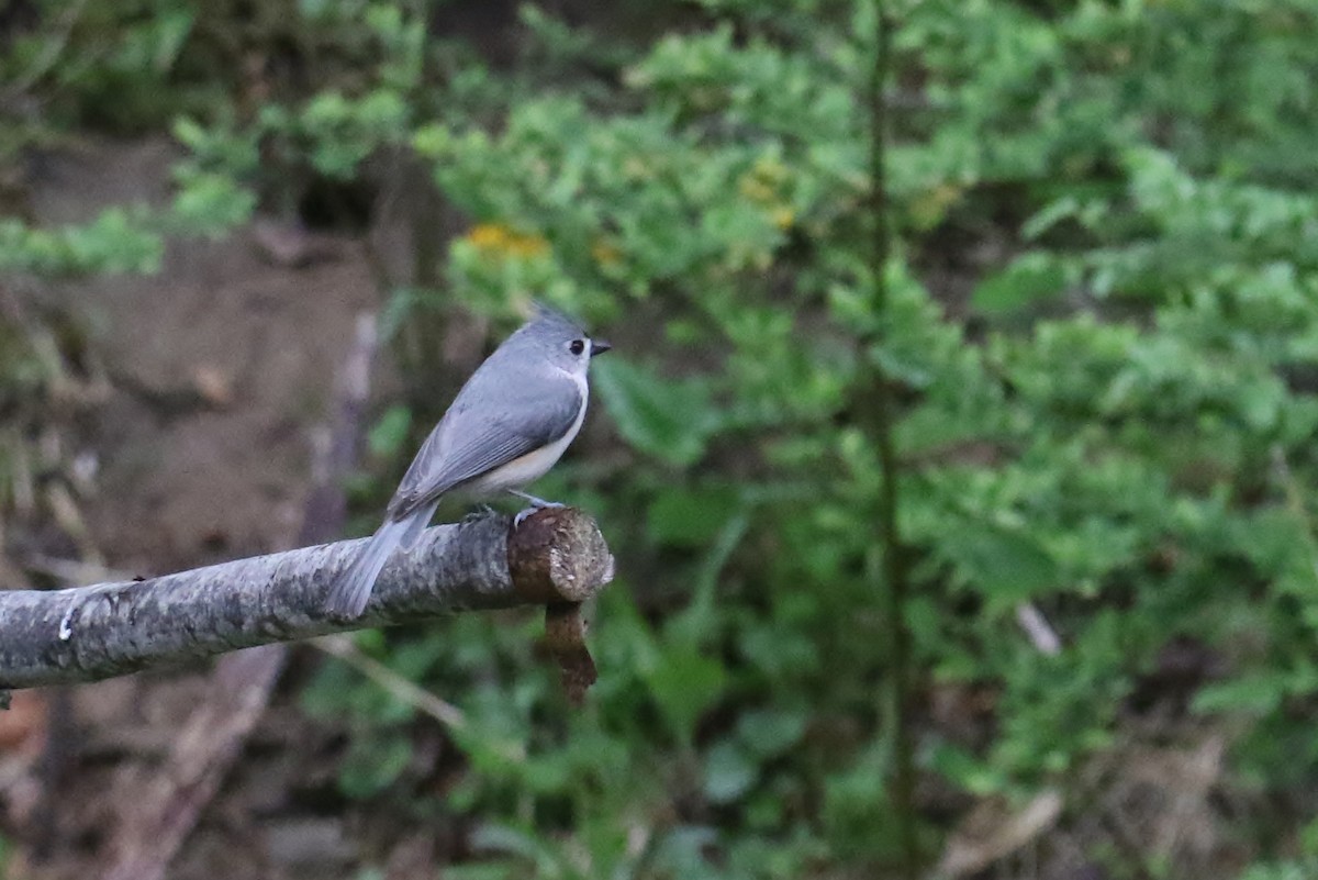 Tufted Titmouse - ML229046401