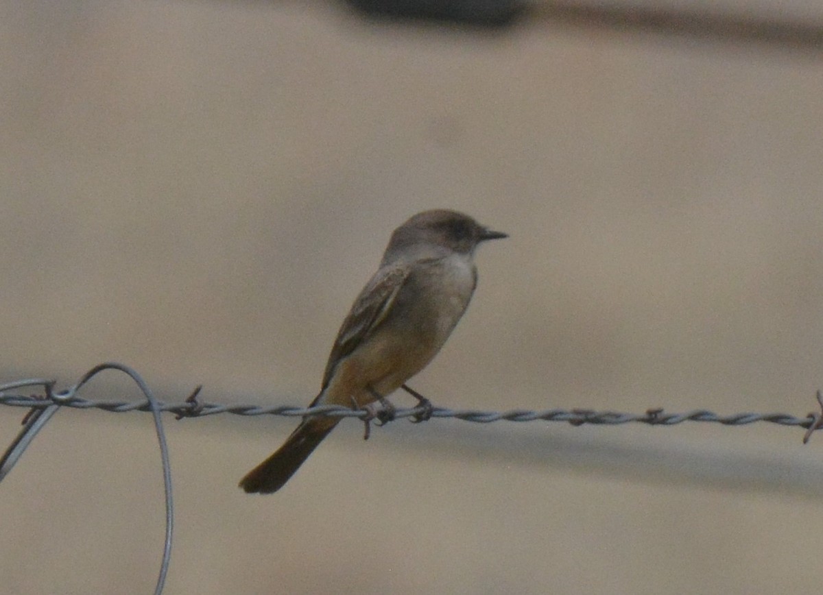 Say's Phoebe - ML229047481