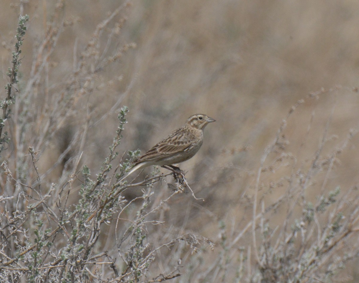 Chestnut-collared Longspur - ML229048041