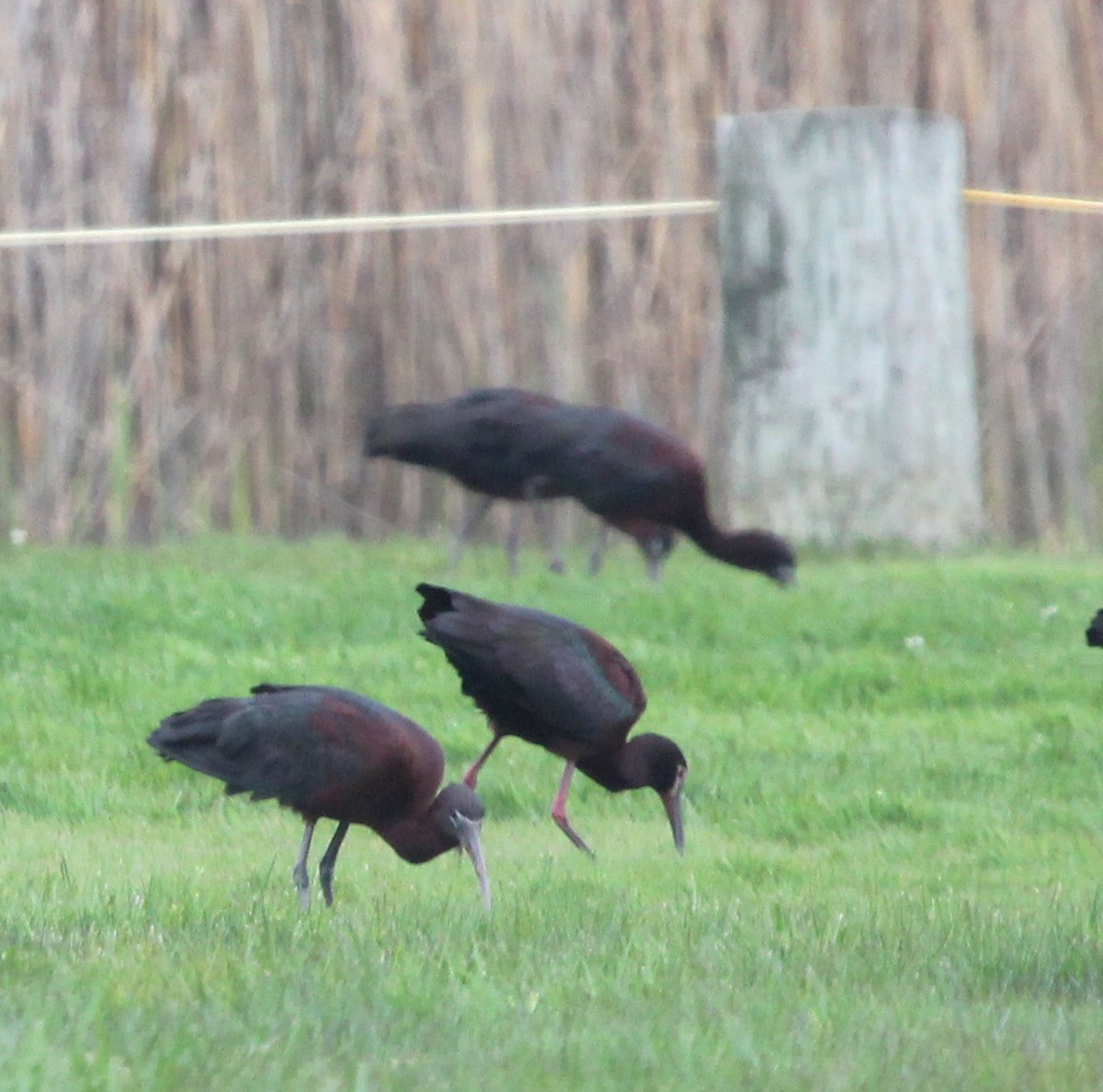 White-faced Ibis - ML229048381