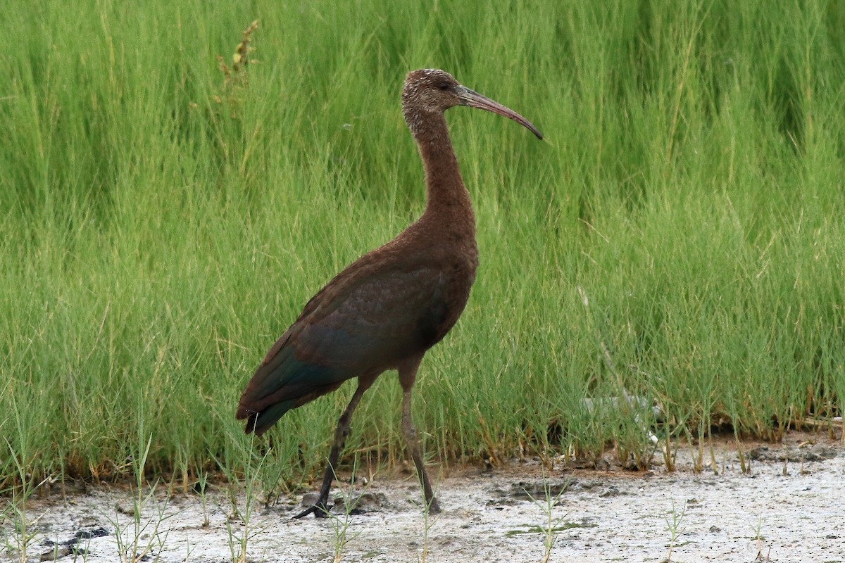 ibis andský - ML229051601
