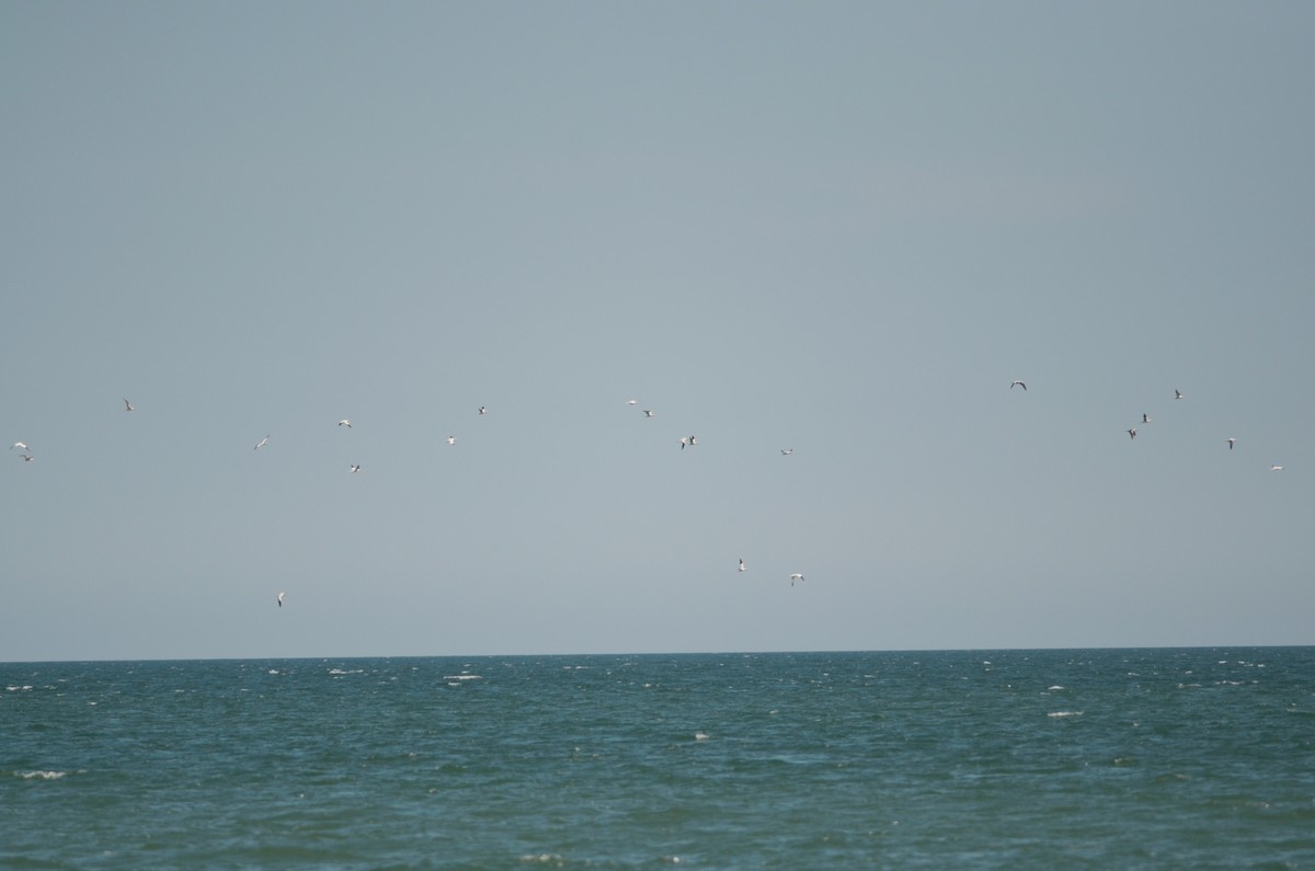 Northern Gannet - ML229052411