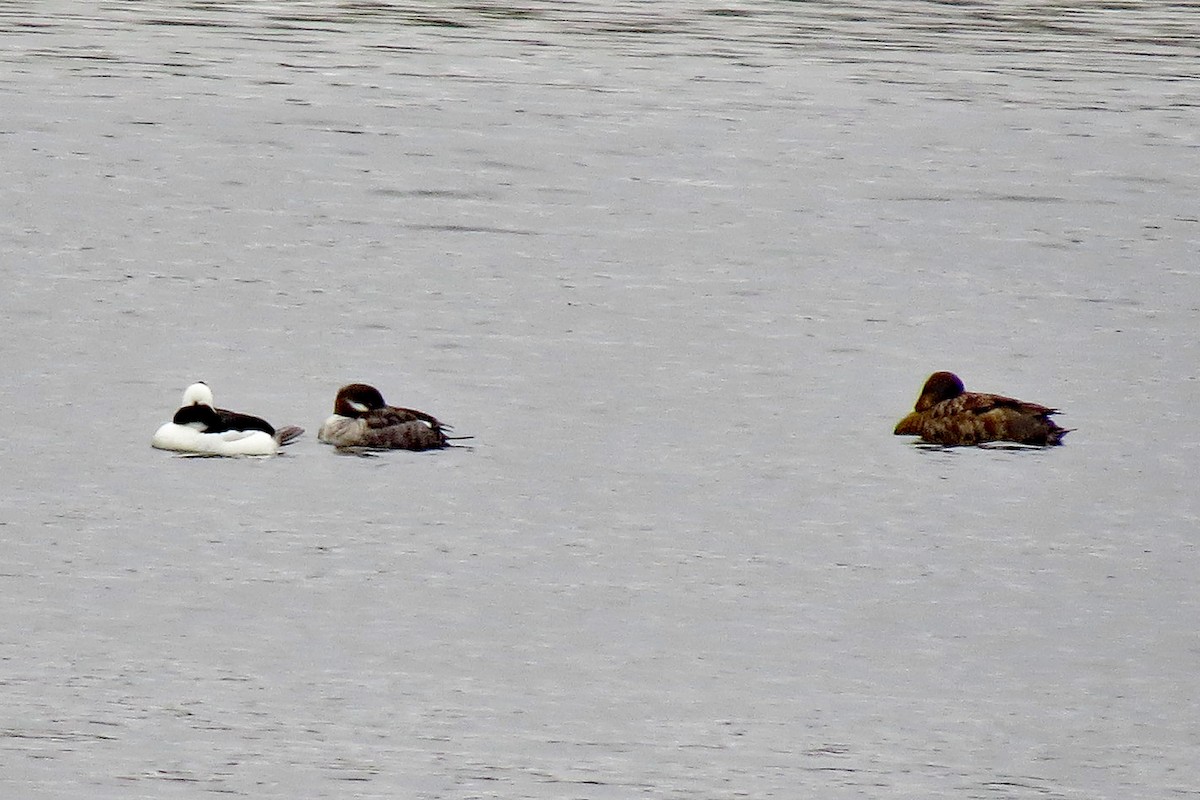 Bufflehead - ML229053861