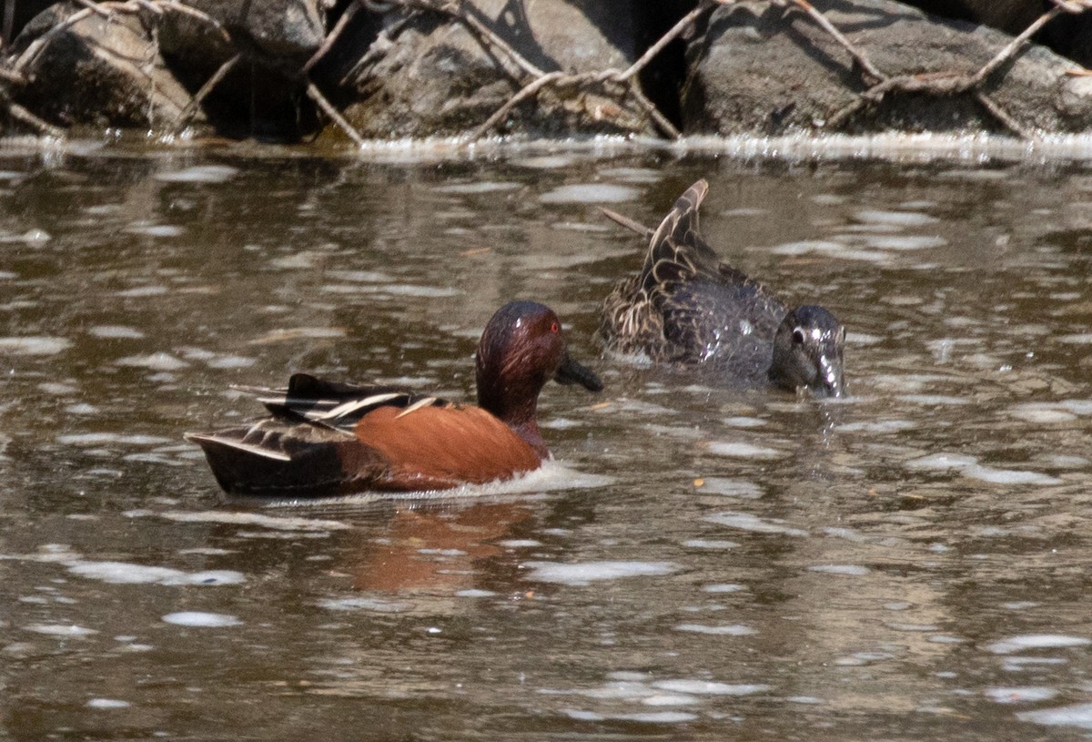 Cinnamon Teal - Maury Swoveland