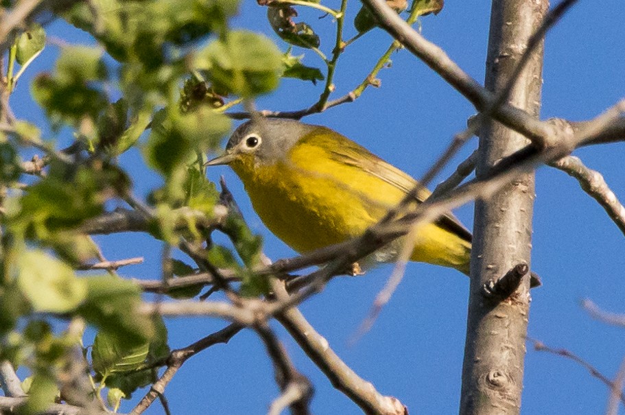 Nashville Warbler - JC Avena