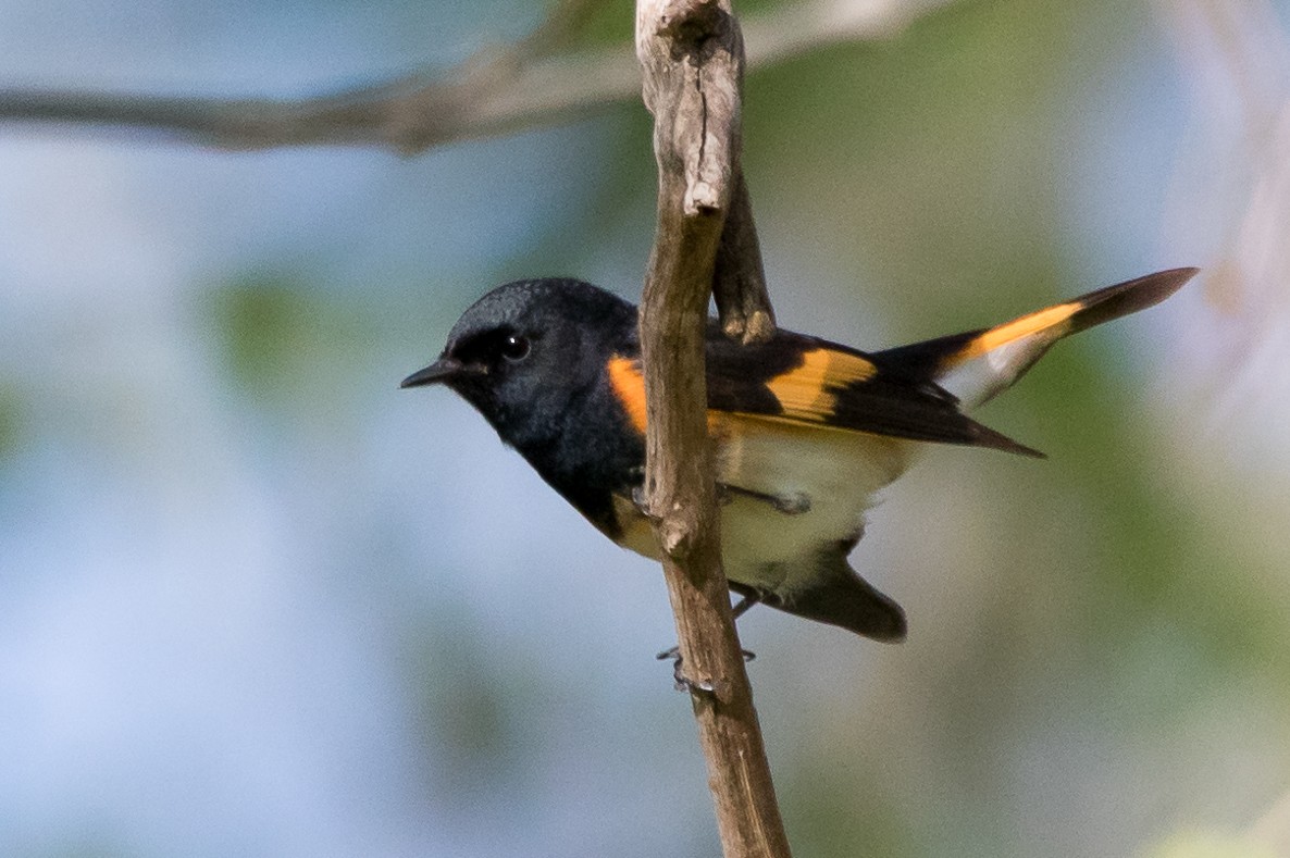 American Redstart - JC Avena