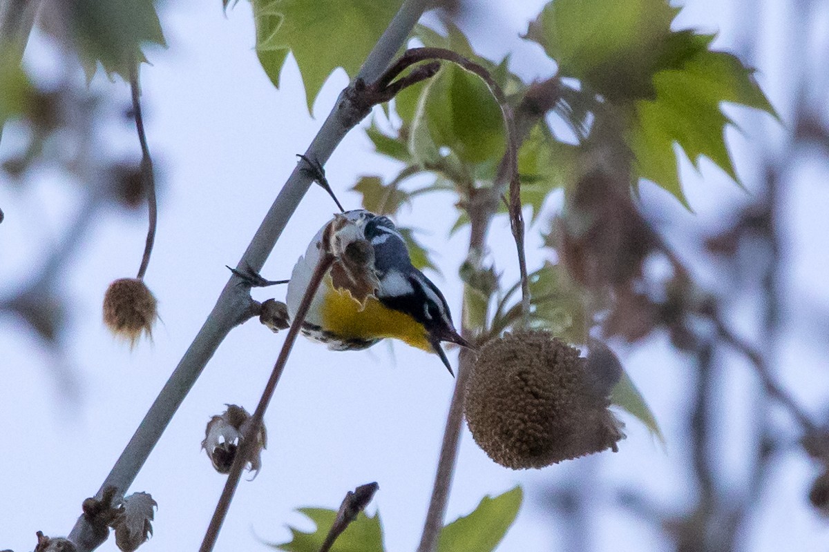 Yellow-throated Warbler - JC Avena