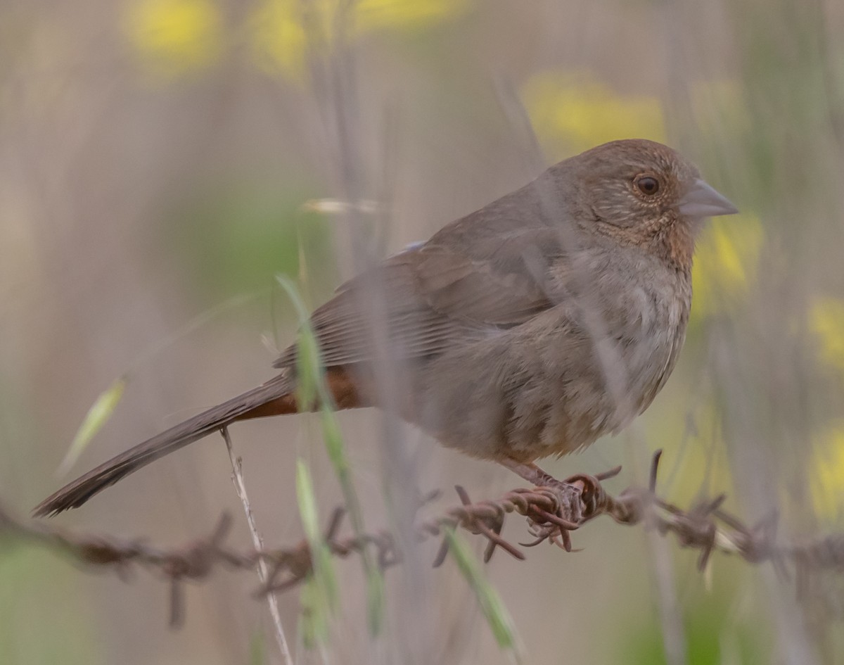 California Towhee - ML229056611