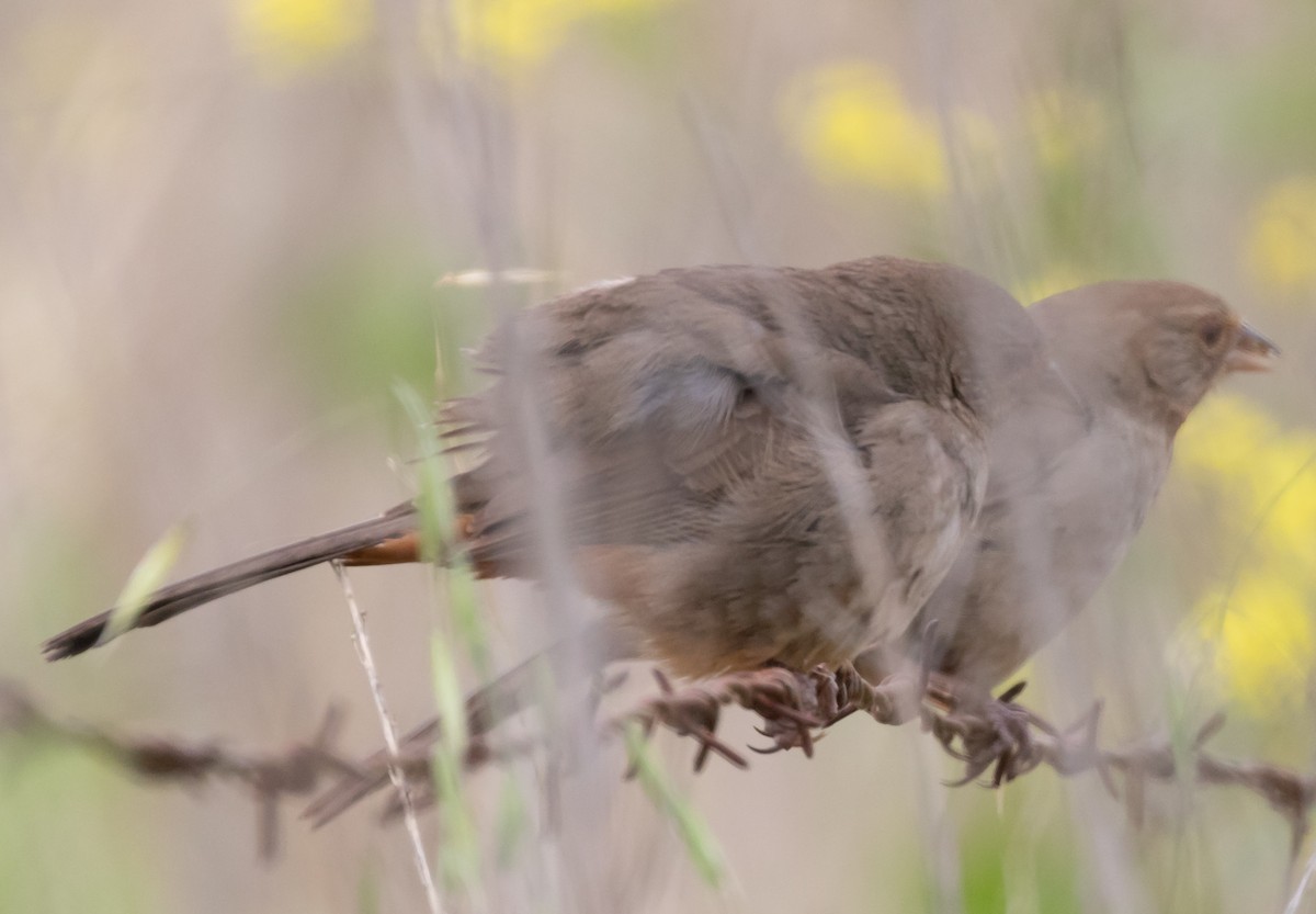 California Towhee - ML229056661