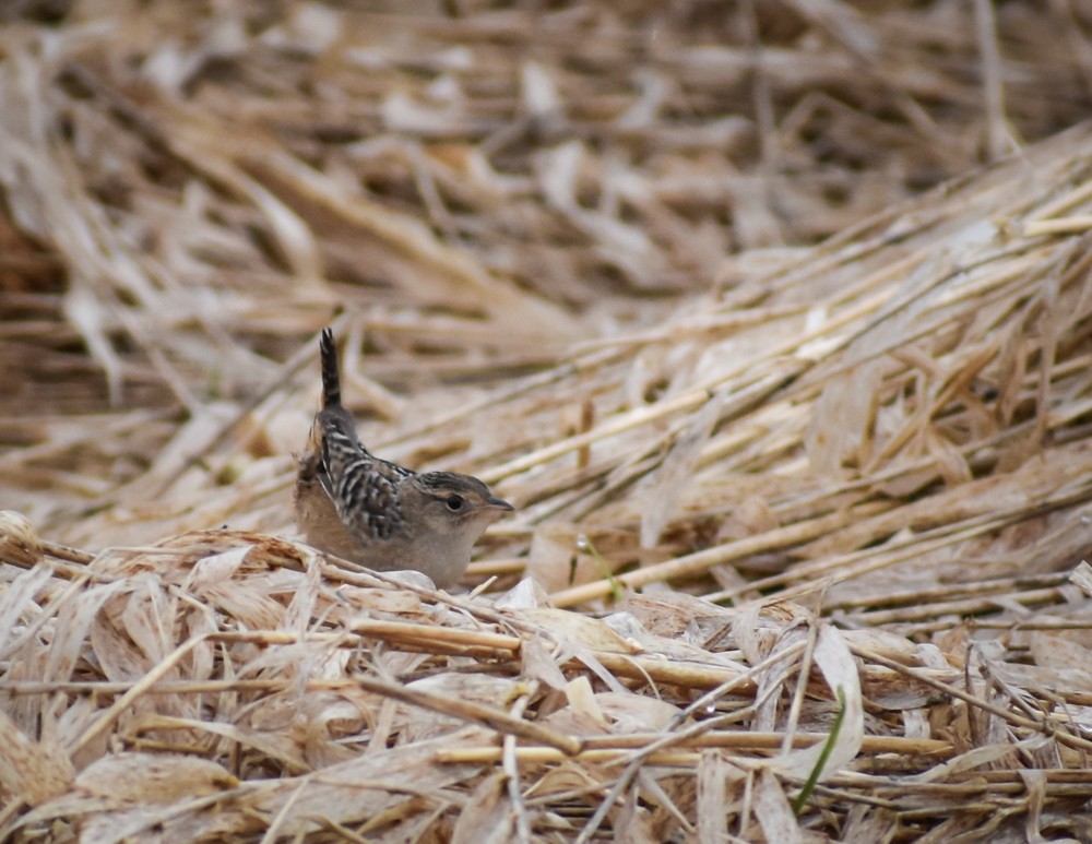 Sedge Wren - josh Ketry