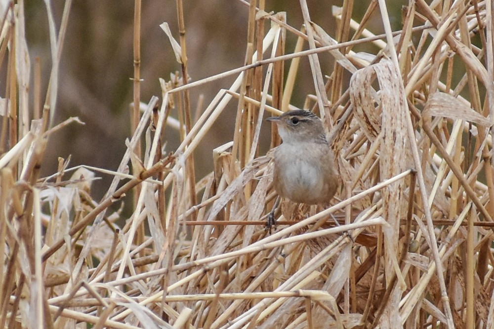 Sedge Wren - josh Ketry