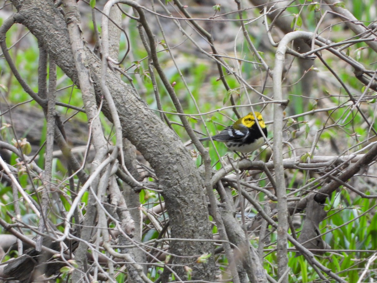 Black-throated Green Warbler - ML229057061
