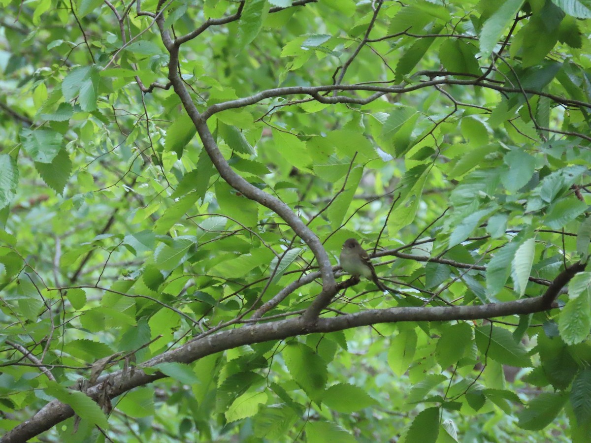 Eastern Wood-Pewee - ML229059621