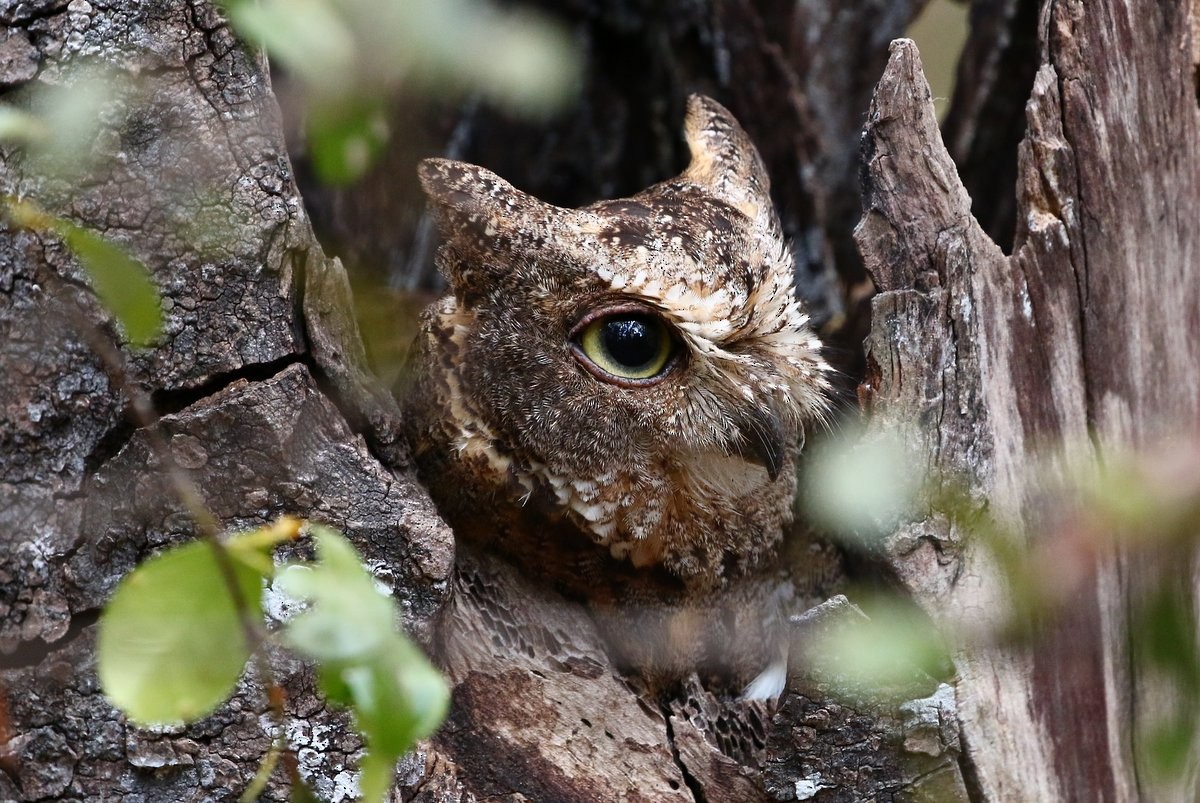 Madagascar Scops-Owl (Torotoroka) - ML229060081