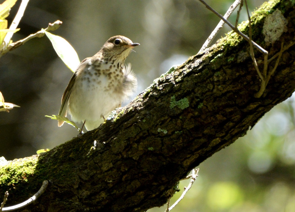 Swainson's Thrush - ML229060701