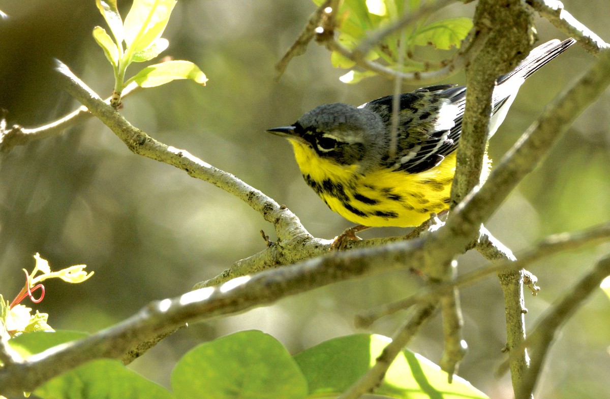 Magnolia Warbler - Gloria Markiewicz