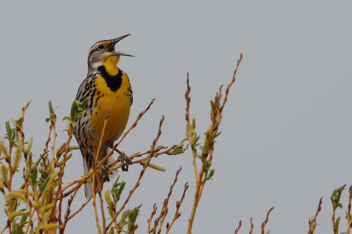 Western Meadowlark - ML229061961